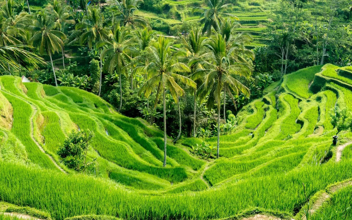 Ubud: The Cultural Heart of Bali