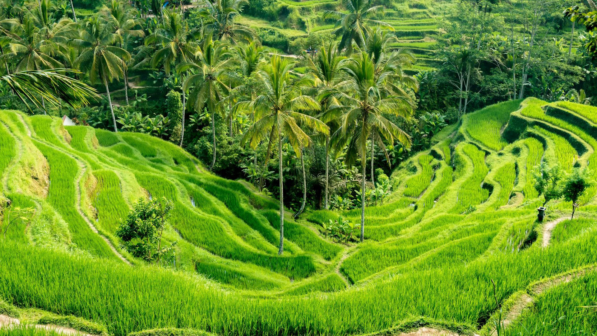 Ubud: The Cultural Heart of Bali